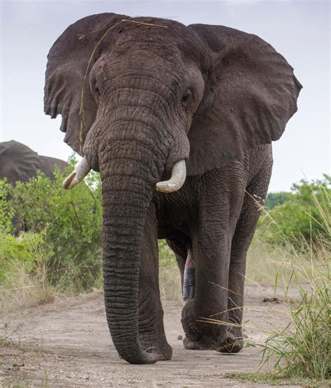 Male african elephant | African bush elephant, African elephant, African forest elephant