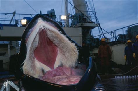 Blue Whales sighting off California - Divetalking | Divetalking