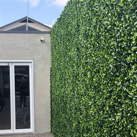 Pittosporum hedge 1m x 1m – Element Greenery