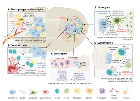 Tumor Microenvironment: How brain tumors grow and elude treatment - Brains for the Cure