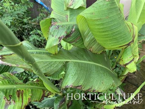 Always Follow These General Rules When Cutting Back Canna Lilies | Horticulture Magazine