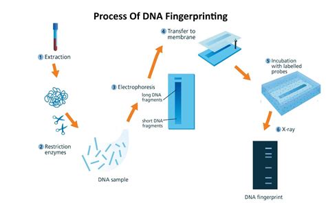 Mention the steps involved in DNA fingerprinting.