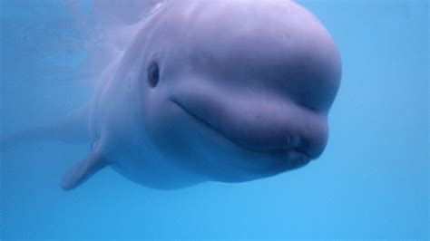 Rescued Baby Beluga Whale Gets New Home – NBC 7 San Diego