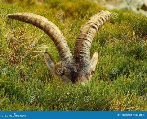 Horns of a mountain goat stock photo. Image of nature - 116218896