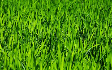 4K Grass Wallpapers - Top Free 4K Grass Backgrounds - WallpaperAccess