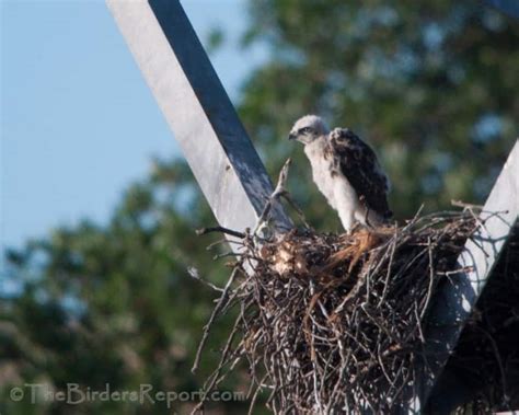 Red-tailed Hawks Nesting on High Power Tower | Focusing on Wildlife