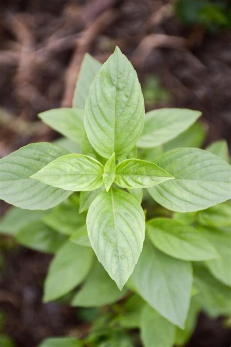 Ocimum basilicum plant stock image. Image of healthy - 99333449