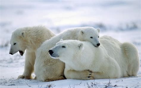 Hintergrundbilder : Schnee, Winter, Tierwelt, Arktis, Familie, Bär, Fauna, Säugetier, Pflege ...