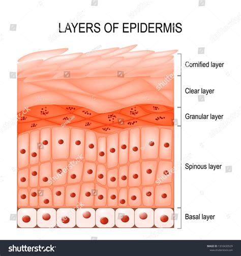 200 Stratum granulosum Images, Stock Photos & Vectors | Shutterstock