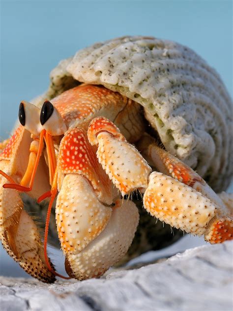 Hermit Crabs Mating