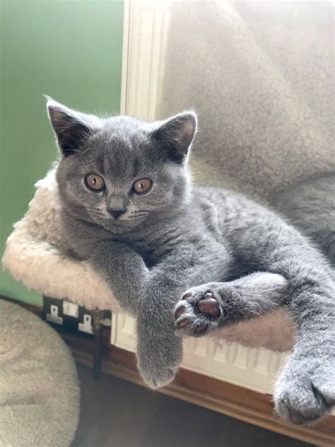 British Shorthair Cats For Sale | California Avenue, CA #249040