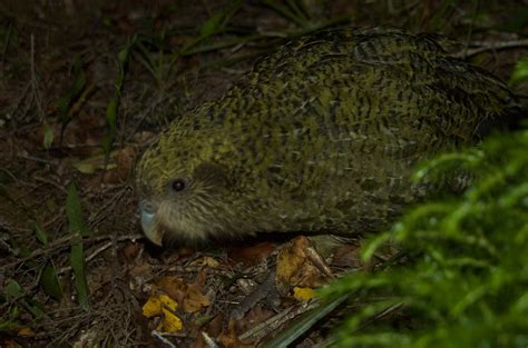 Kakapo Sounds