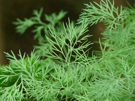 Growing Dill: The Complete Guide to Plant, Grow and Harvest Dill