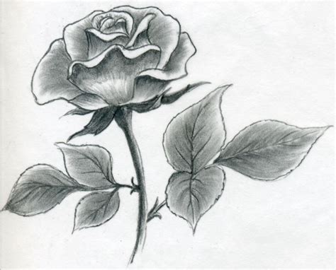 Simple Easy Flower Drawings In Pencil