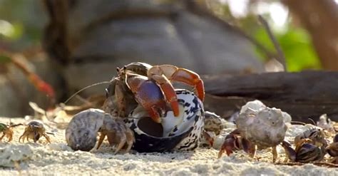 He Reveals A Hole In His Shell. Now Watch What The Smaller Crab Does ...