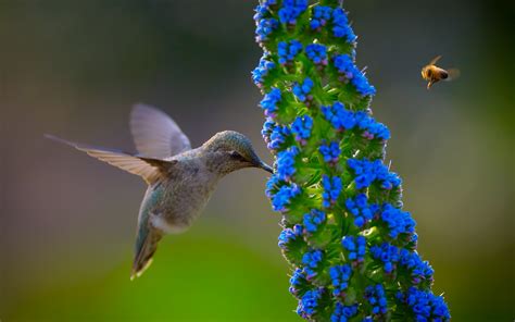 Hummingbird HD Wallpaper | Background Image | 1920x1200 | ID:402708 ...