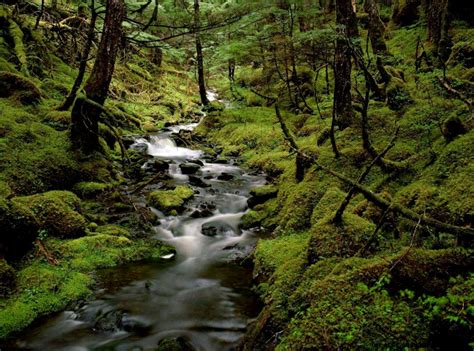 Rain Forest Ecosystems | Amazing Wallpapers