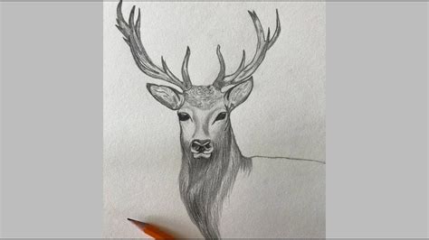 Original Realistic Deer Pencil Drawing | ubicaciondepersonas.cdmx.gob.mx