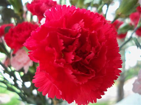 Beautiful Red Carnation - Colors Photo (34691873) - Fanpop