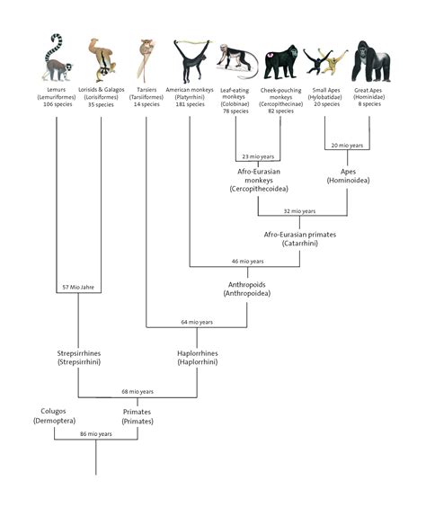 Primates Evolution