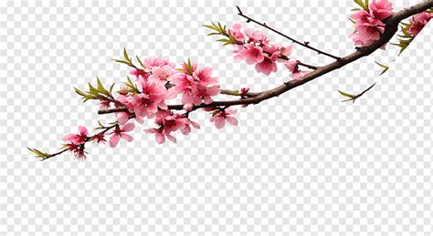 Pink blossom tree illustration, Cherry blossom Pink Flower bouquet Color, Pink peach branches ...