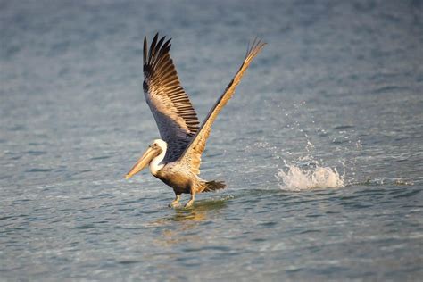 Pelican Flying over Water · Free Stock Photo