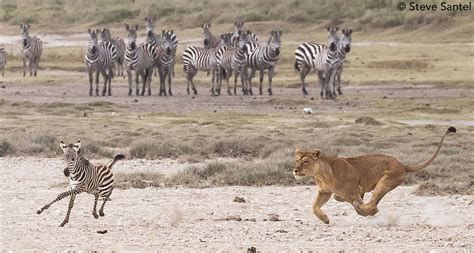 Male Lion Hunting Zebra