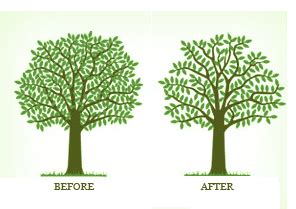 Tree Crown Thinning Sydney – Tidy Tree Work