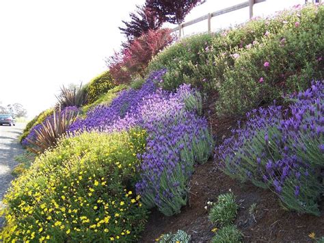 Drought tolerant, deer resistant hillside | 1000 in 2020 | Drought tolerant landscape, Ground ...