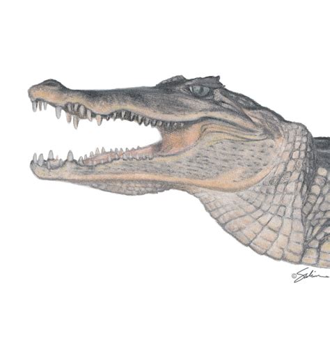 Anatomy Of A Crocodile - Anatomy Reading Source