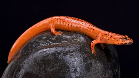 Salamander | amphibian | Britannica.com