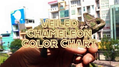 Veiled Chameleon Colors: Mood Color Chart And Meanings