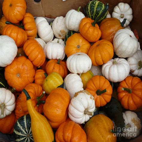 Pumpkins And Gourds Photograph by David Bearden