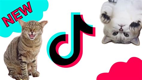 El Gato Cat Meme Cutouts Tik Tok