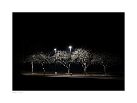 Night Trees — B Reitenauer Photography