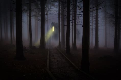 Foggy Woods Hd Wallpaper