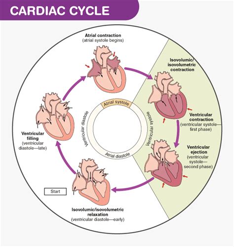 Cardiac Cycle- Physiology, Diagram, Phases of the Cardiac Cycle