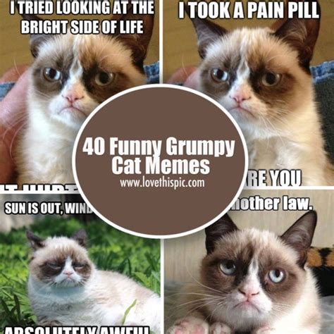 40 Funny Grumpy Cat Memes