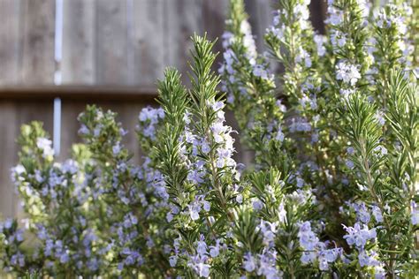 Rosemary Plants: Care and Growing Guide