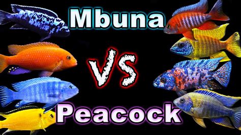 Mbuna Cichlids