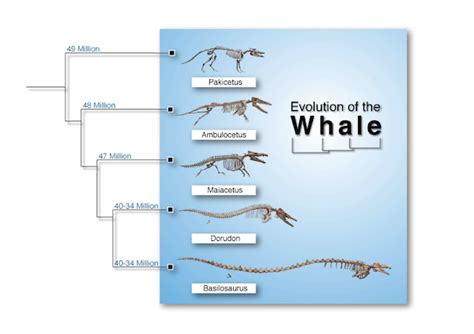 What is the Evidence for Evolution? - BioLogos