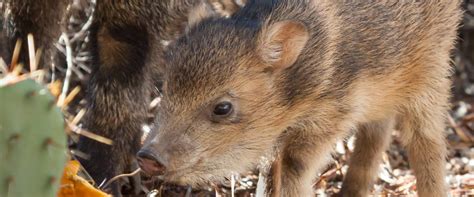 "Baby Javelina" Wins Summer Fun Award - A Peek at the Peak Magazine