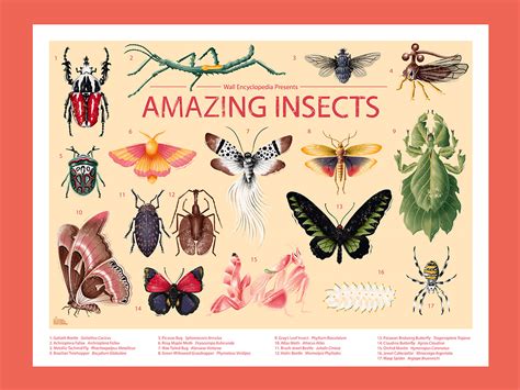 Amazing Insects Posters :: Behance