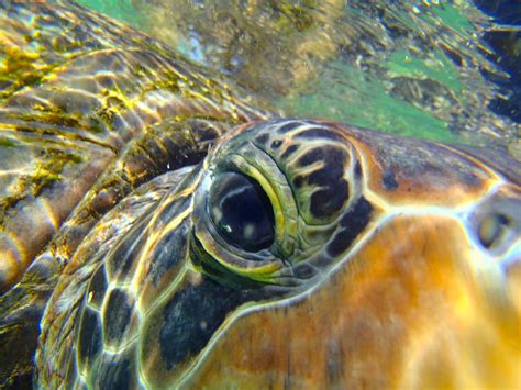 Turtle Eye Photograph by Carey Chen - Pixels