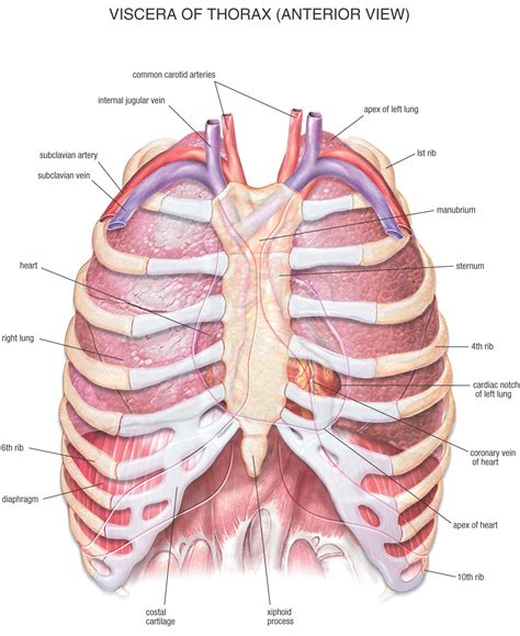 HB Anatomy Thorax