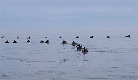 How To Use Long Line Decoy Spreads - Wildfowl