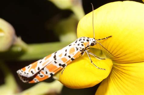 This gorgeous moth is an invasive plant's worst nightmare