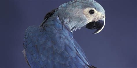 SPIX'S MACAW - Goodfullness