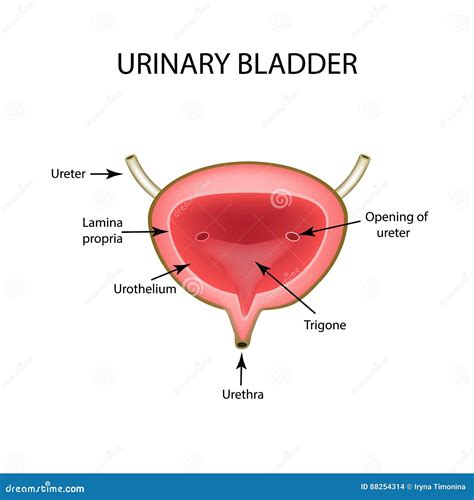 Anatomical Structure of the Urinary Bladder. Infographics Stock Vector - Illustration of ...