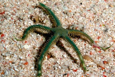 Green Brittle Starfish (Ophiarachna incrassata) Saltwater Inverts For Sale